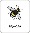 Картки з піктограмами. Тварини